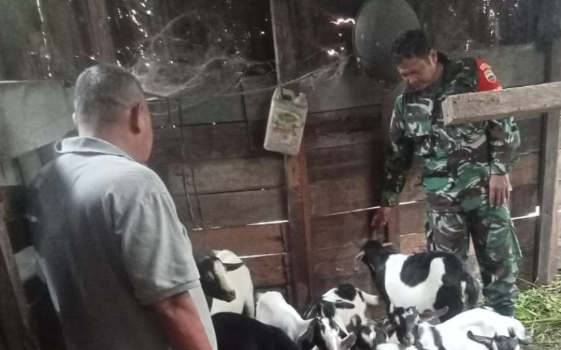 Sertu Sinaga Aktif Pantau Kesehatan Ternak di Dumai Timur