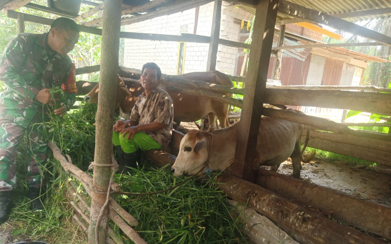Cegah Penyebaran Wabah PMK oleh Babinsa Koramil 02