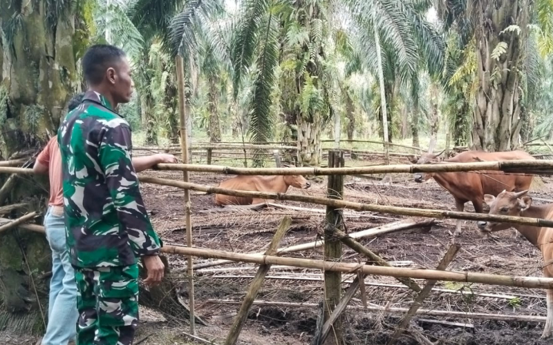 Antisipasi Wabah, Babinsa Sungai Sembilan Gelar Sosialisasi PMK ke Peternak