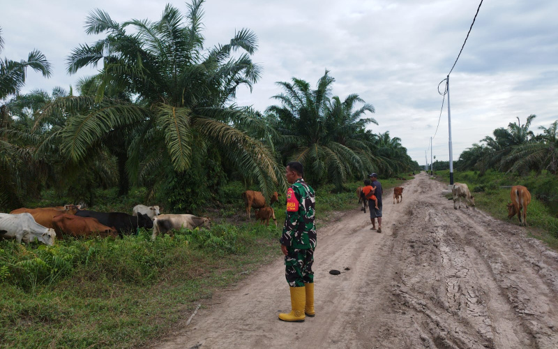 Serda Miftah Rutin Jalankan Program PMK di Peternakan