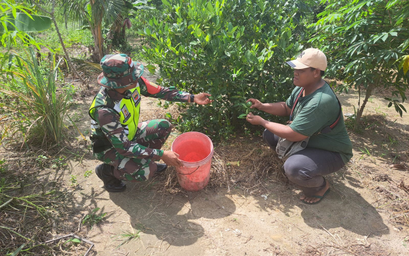 Babinsa Bukit Datuk Dukung Ketahanan Pangan, Budidaya Jeruk Nipis