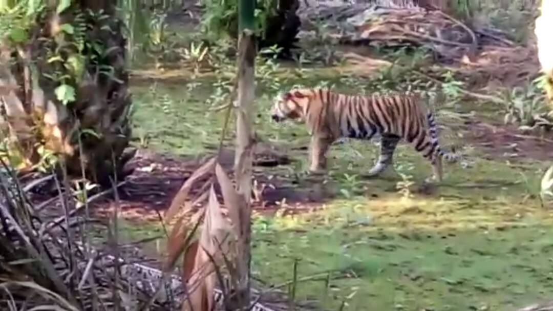 Harimau Sumatera Berkeliaran, Polres Inhil Akan Koordinasi dengan BKSDA