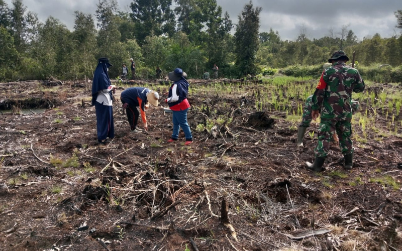 Jaga Ketahanan Pangan, Kodim Dumai Tak Henti Laksanakan Penanaman Padi Gogo