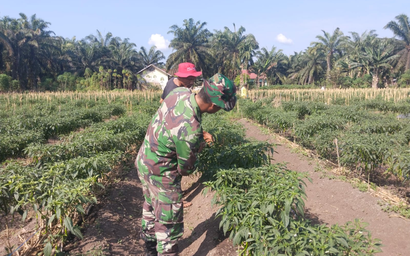Dukung Ketahanan Pangan, Babinsa Sungai Sembilan Turun ke Kebun Cabe Warga