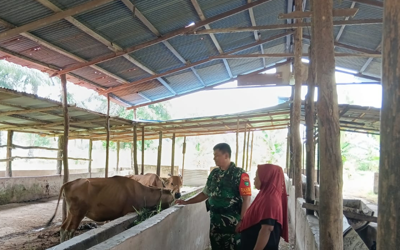 Cegah PMK, Serka Amrijon Lakukan Pemantauan Ternak di Kelurahan Guntung