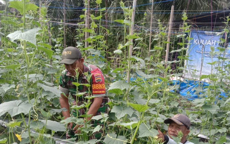 Koramil 03 Edukasi Petani dalam Persiapan Lahan untuk Tanaman Timun dan Gambas
