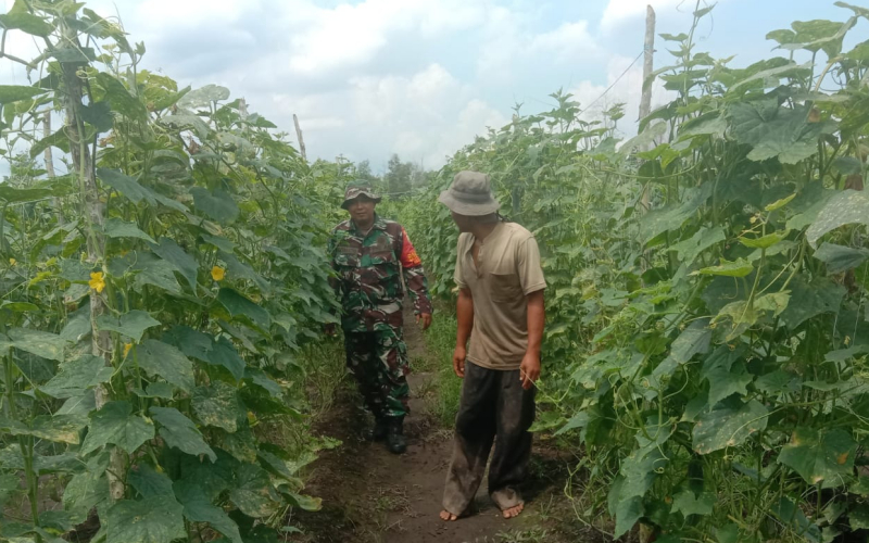 Pendampingan Pertanian, Babinsa Bukit Kapur Motivasi Petani Teluk Makmur