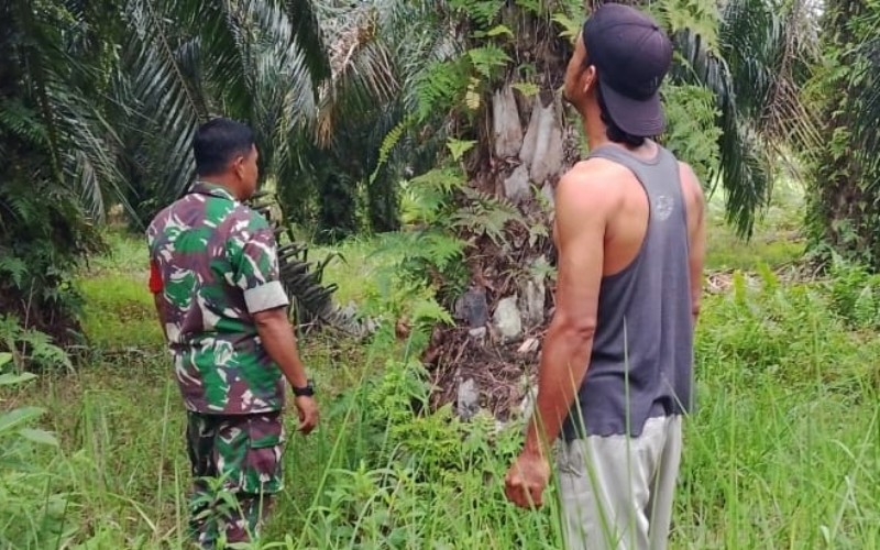Pendampingan Lahan Pertanian Jadi Upaya Babinsa Rimba Sekampung Tekan Karhutla
