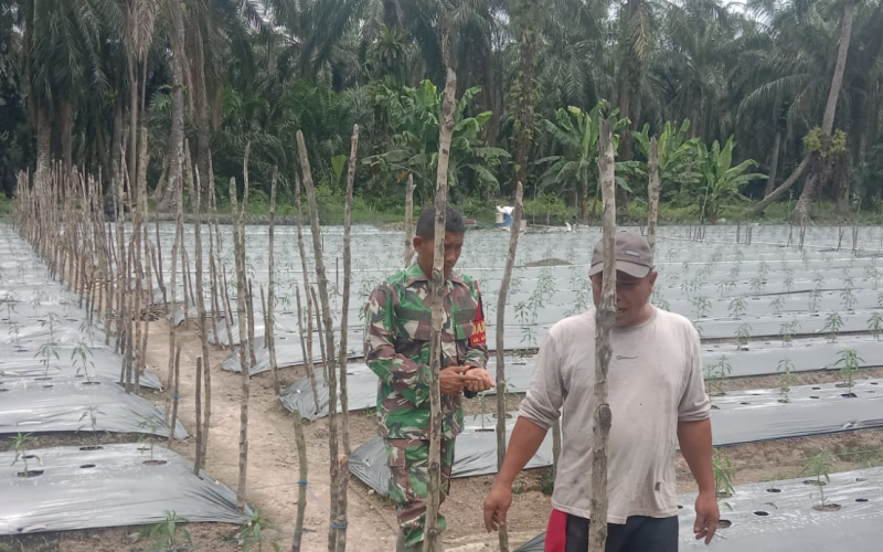TNI Bersama Rakyat: Babinsa Basilam Baru Tanam Cabe Merah Demi Kesejahteraan Petani