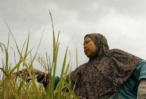 Alami Inflasi Perdesaan, Daya Beli Petani Riau Melemah