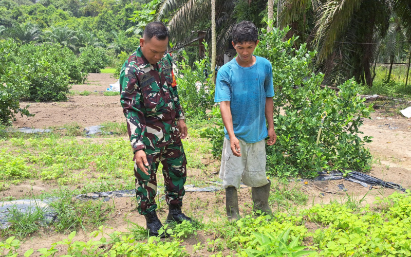 Teknik Penanaman yang Baik, Babinsa Bukit Datuk Berikan Arahan ke Petani
