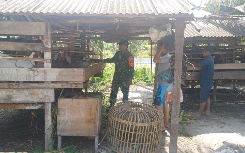 Koramil 02 Cegah PMK di Peternakan Kambing Milik Rahmad Warga Bukit Kapur