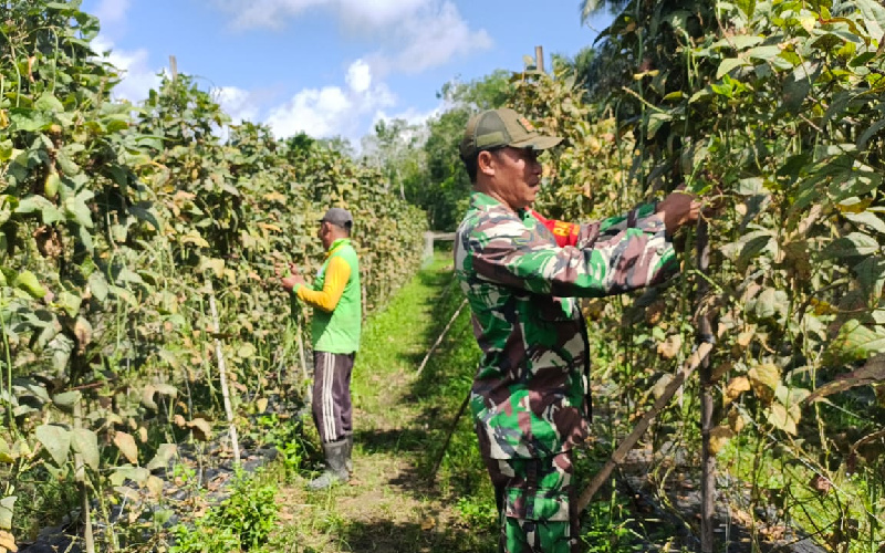 Babinsa Bukit Kapur Tingkatkan Program Ketahanan Pangan Wilayah