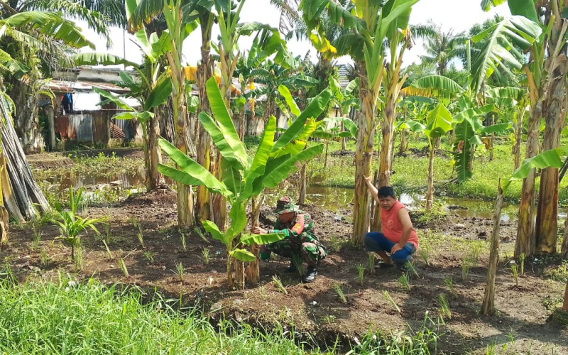 Babinsa Bukit Batrem Berikan Semangat Kepada Petani Lokal