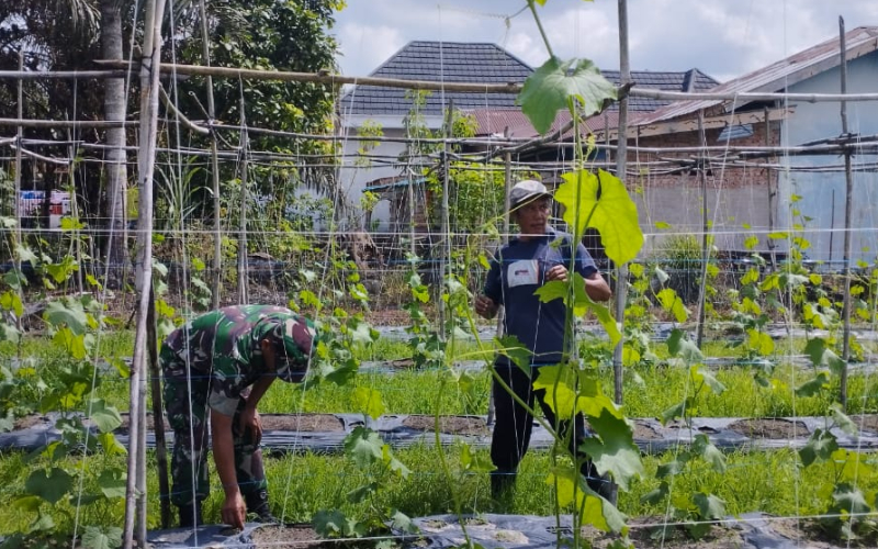 Perkuat Ketahanan Pangan, Babinsa Lubuk Gaung Turun Langsung Dampingi Petani Gambas
