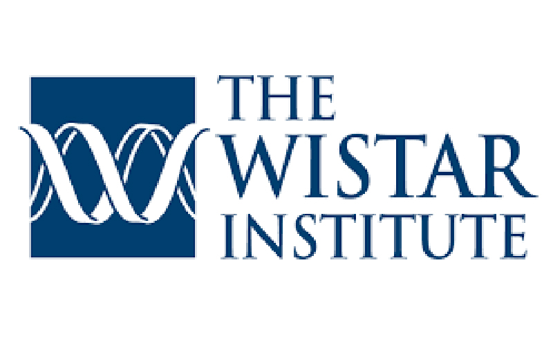 Wistar Scientists Develop Novel Antibody Treatment for Kidney Cancer