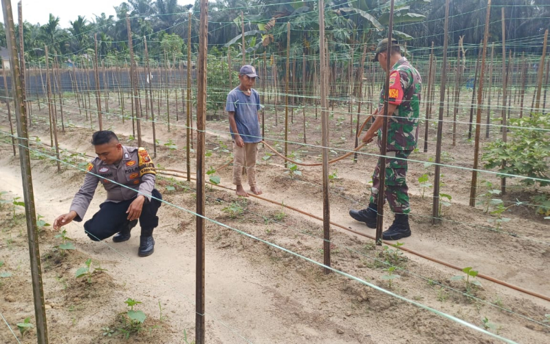 Babinsa dari Koramil 03 Karya Nyata, Dampingi Warga di Sektor Pertanian