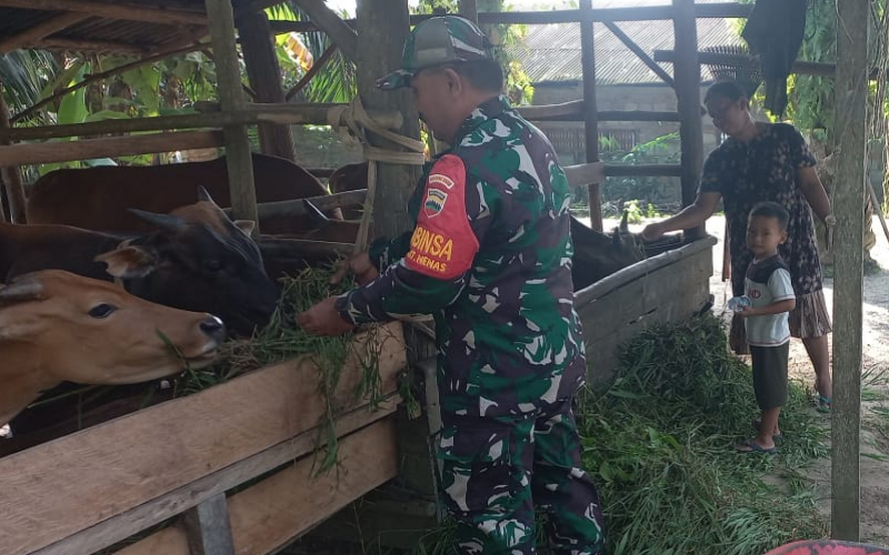 Wujudkan Swasembada Pangan, Ini yang Dilakukan Babinsa Bukit Nenas