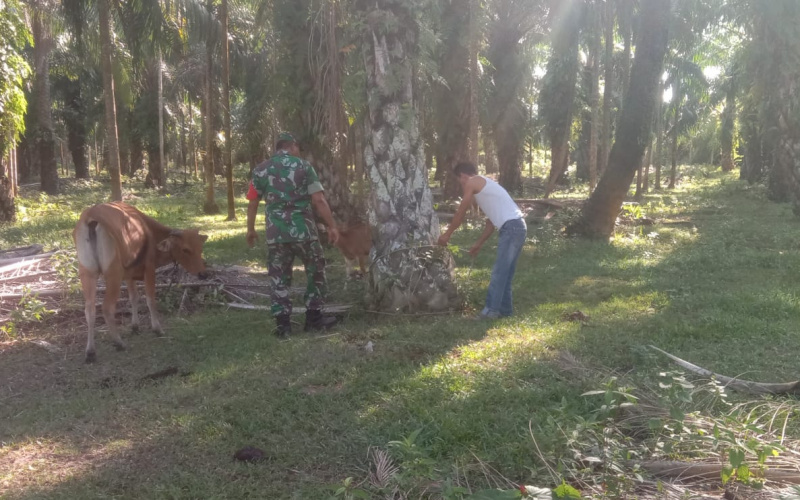 Sosialisasi Langkah Pencegahan Penyakit Pada Hewan Ternak oleh Babinsa Koramil 02/BK