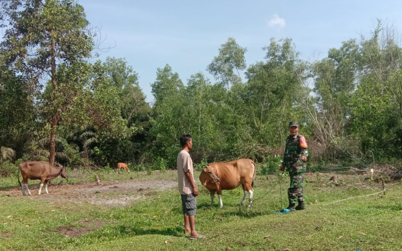 Sosialisasi, Babinsa Pangkalan Sesai Cegah Penyakit Hewan Ternak Warga