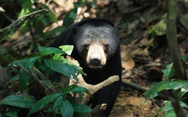 Lacak Keberadaan Beruang Yang Serang Warga, BBKSDA Riau Turunkan Tim Pemburu
