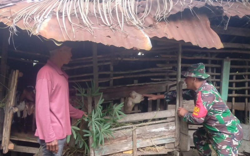 Koramil 01 Pastikan para Peternak Paham Cara Pencegahan PMK