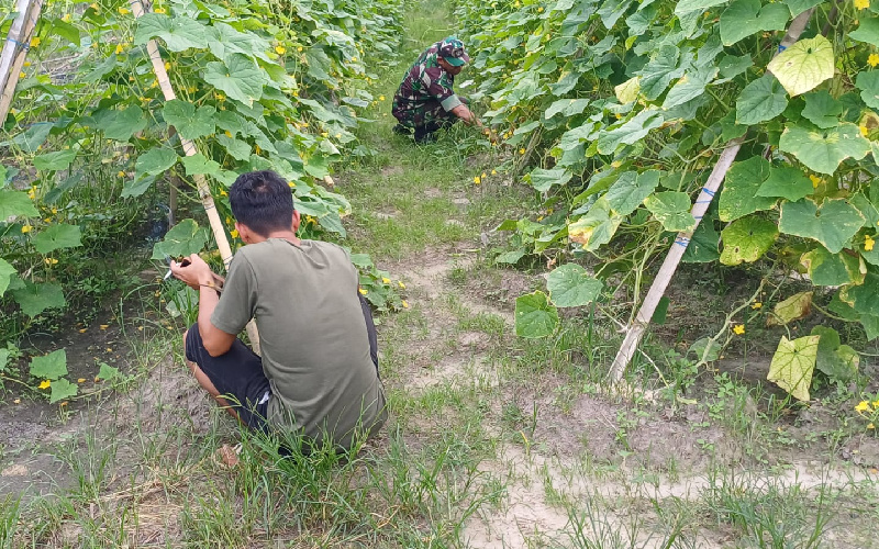Budidaya Mentimun, Koramil 02 Karnya Nyata Terhadap Petani