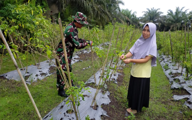 Cegah Karhutla, Serda Iwan Sahputra Ajak Warga Bangsal Aceh Tanam Cabai