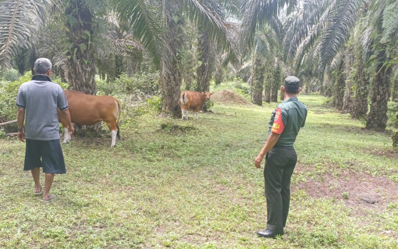Serka Aslim Lubis Dampingi Peternak Sapi, Sosialisasi Kesehatan