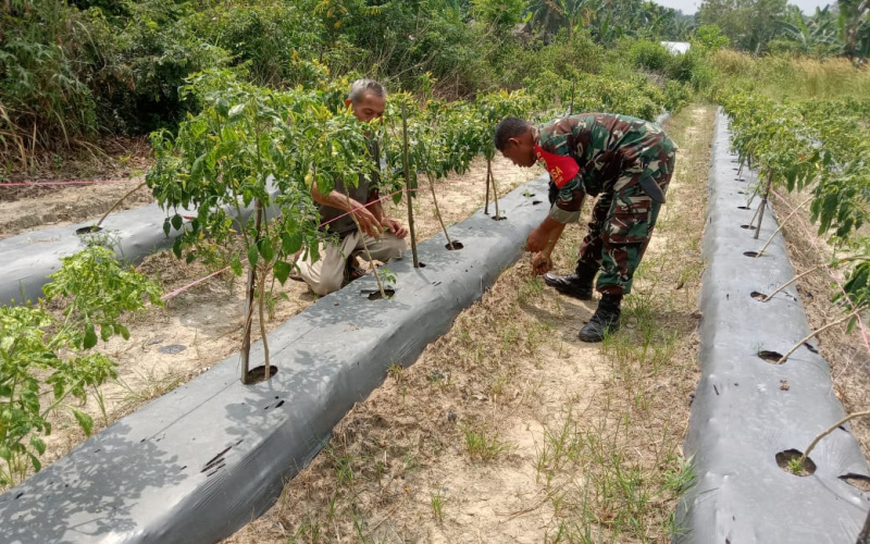 Babinsa Koramil 01/Dumai Lakukan Sosialisasi dan Pendampingan Karya Nyata