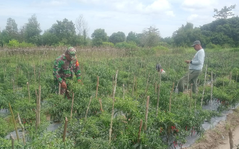 Babinsa Sampaikan Pentingnya Kolaborasi Antara TNI dan Petani