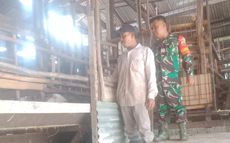 Koramil 01 Beberkan Strategi Pencegahan dan Penanganan PMK kepada Peternak