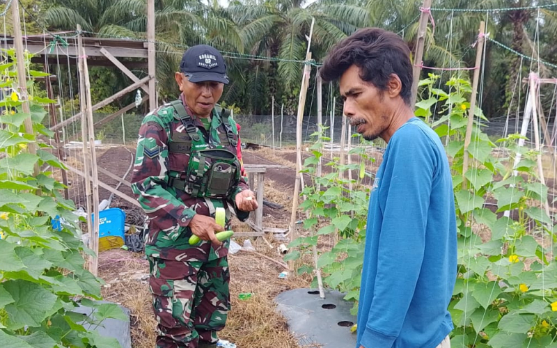 Sertu Ramli Turun ke Lahan, Dampingi Warga Kembangkan Pertanian Mentimun