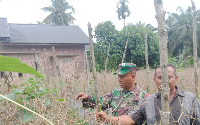 Babinsa Sei Geniot Karya Nyata kepada Petani Mentimun