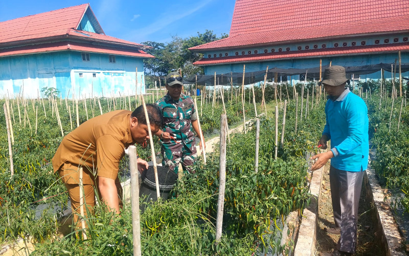 Panen Raya Padi di Kelurahan Pelintung, Dandim Dumai Turut Hadir