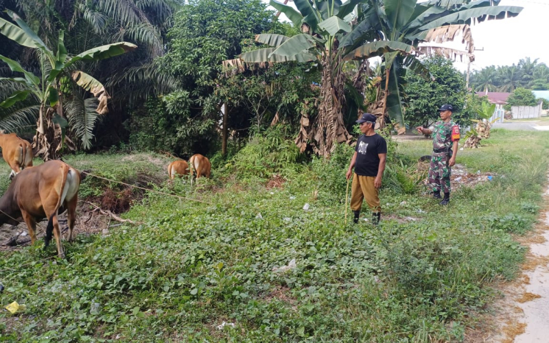 Koramil 02 Sambangi Peternakan Sapi, Berikan Edukasi Soal Kesehatan