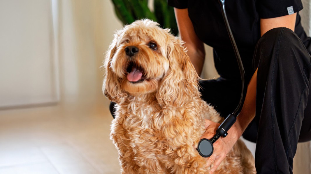 Boehringer Ingelheim and Eko Health Inc. Enter Digital Health Collaboration to Improve Heart Murmur Detection in Dogs