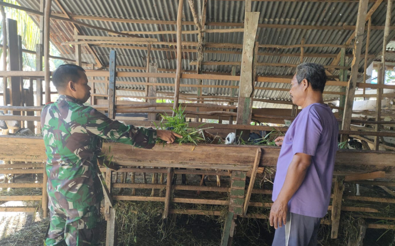 Ini Upaya Babinsa Cegah Wabah PMK di Peternakan Warga Jaya Mukti