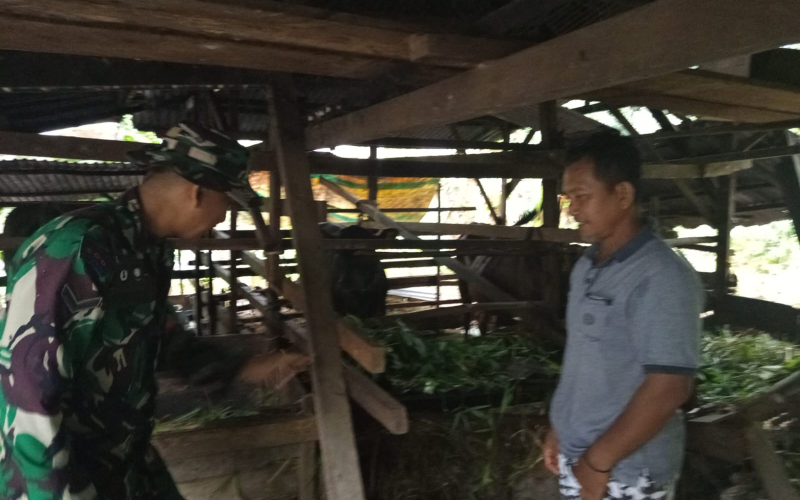 Babinsa Bagan Keladi Kunjungi Peternakan Kambing, Sosialisasi Pencegahan Wabah