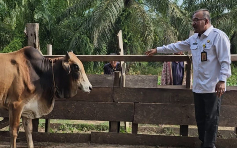 DLH Rohil Sembelih 10 Ekor Lembu 1 Kambing Qurban
