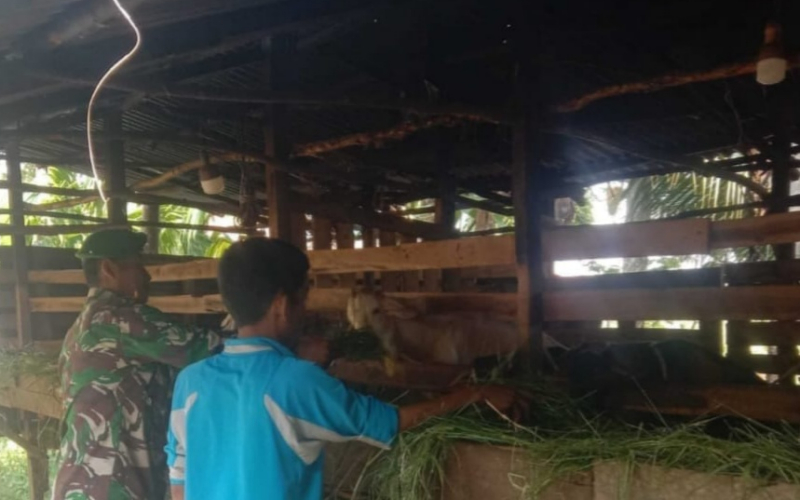 Cegah Penyebaran PMK, Koramil 01 Dumai Edukasi Peternak Kambing di Teluk Binjai