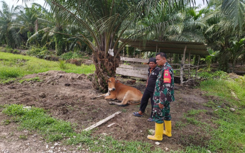 Sosialisasi Pencegahan PMK Pada Peternak Sapi oleh Serda Miftah