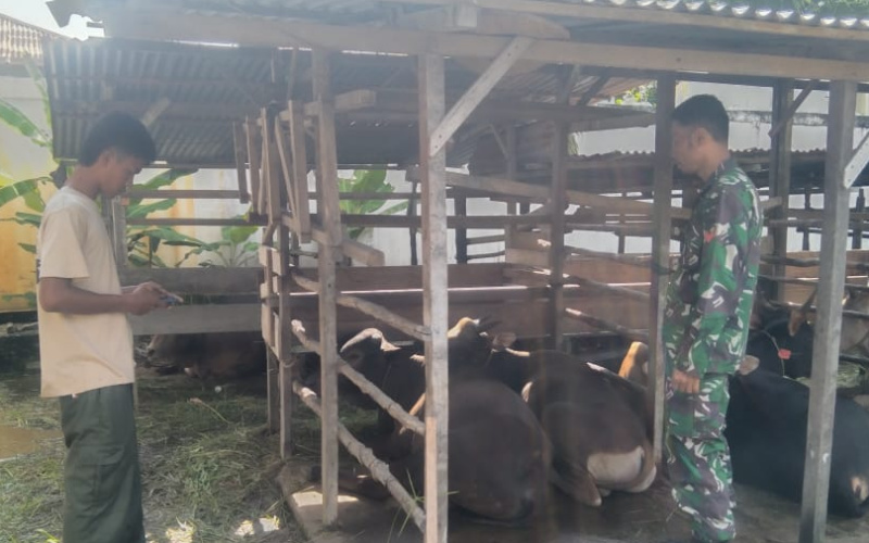 Babinsa Koramil 03 Sei Sembilan Sosialisasi di Peternakan