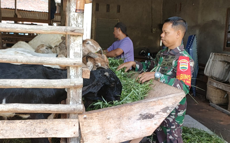 Babinsa Jaya Mukti Cegah PMK di Peternakan, ini Penjelasannya