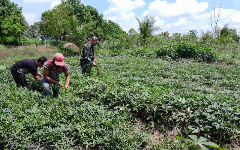 Giat Pendampingan Karya Nyata oleh Babinsa Bukit Timah