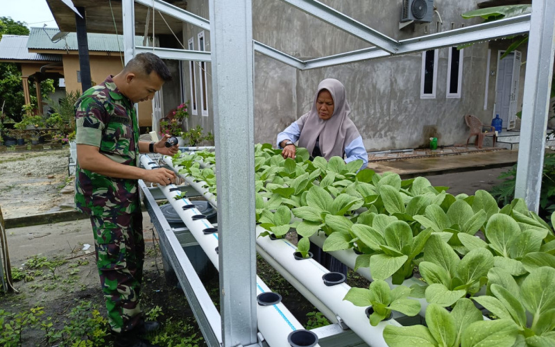 Babinsa Bukit Kayu Kapur Bantu Maksimalkan Budidaya Tanaman Hidroponik