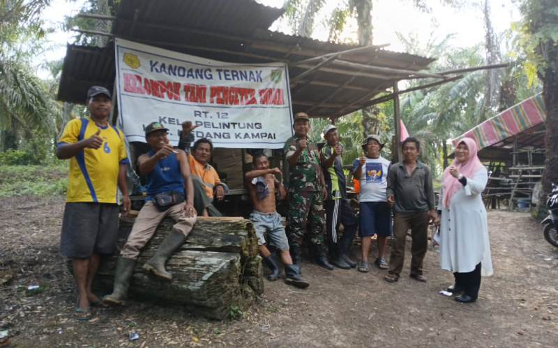 Babinsa Pelintung Lakukan Pemantauan di Peternakan Sapi Poktan Pengetek Indah