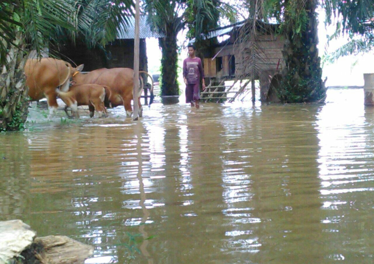 Banjir di Kampar Paling Parah di Desa Tanjung Balam dan Lubuk Siam 