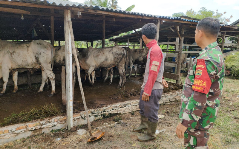 Giat PMK, Sertu Sutarno Sosialisasi Pentingnya Jaga Kesehatan di Peternakan