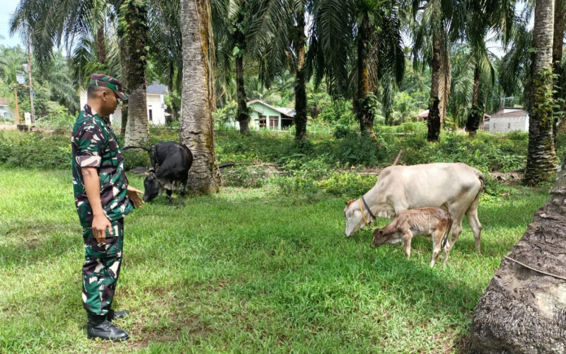 Peltu Edeng Sosialisasikan Pencegahan PMK kepada Peternak di Basilam Baru